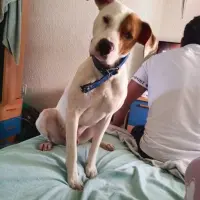 Adopta a Tayson