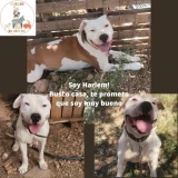 Adopta a Harlem