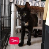 Adopta a Cloe