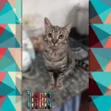 Adopta a Tigris