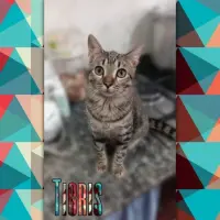 Adopta a Tigris