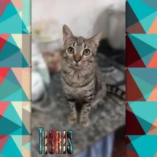 Tigris