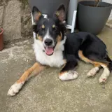 Adopta a Teddy