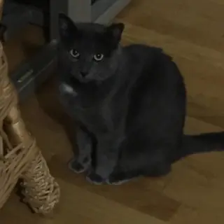 Cinzeto