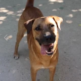 Adopta a Milú