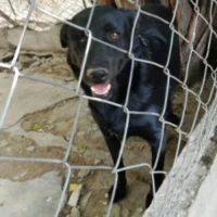 Adopta a Pumba