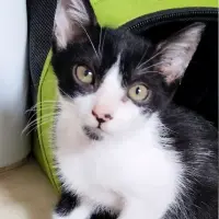 Adopta a Mati