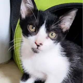 Mati