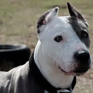 Troya