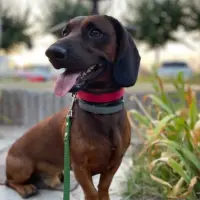 Adopta a Conan