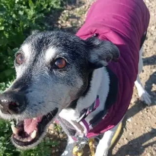 Dina