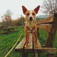 Adopta a Dixi