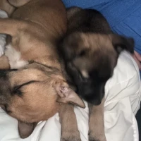 Adopta a Venus Y Hatice