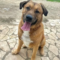 Adopta a Kongo