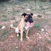Adopta a Protos