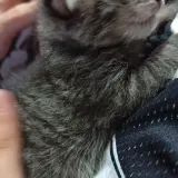 Adopta a Iván