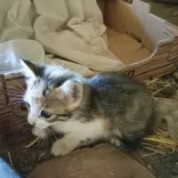 Adopta a Pintas