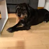 Adopta a Laika