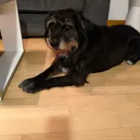 Adopta a Laika