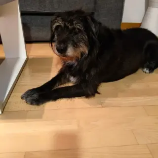 Laika