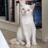 Adopta a Mozzarella