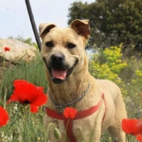 Adopta a Ulrik