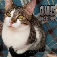 Adopta a Charles