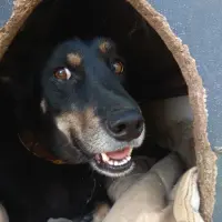 Adopta a Kolo