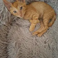 Adopta a Zanahorio