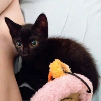 Adopta a Evienis