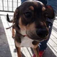 Adopta a Beethoven