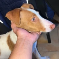 Adopta a Turok