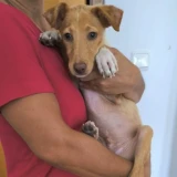 Adopta a Brandy