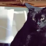 Adopta a Boss