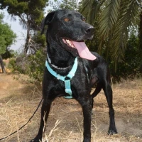 Adopta a Picasso