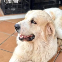 Adopta a Casper