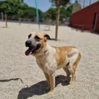 Adopta a Golfo