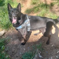 Adopta a Rocky Pastor Negro