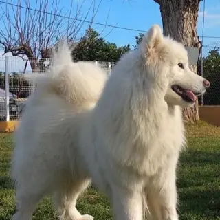 Bella