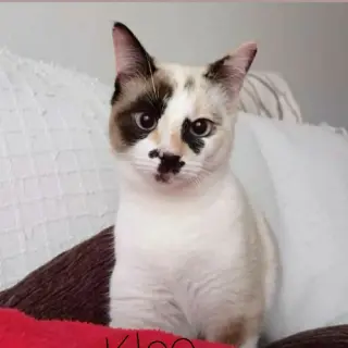 Kleo