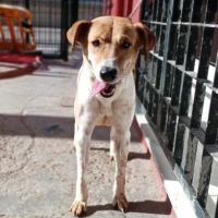 Adopta a Vida