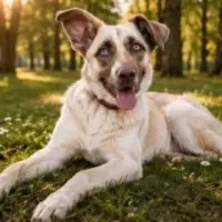 Adopta a Bella/Blue