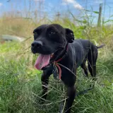 Adopta a Gringo