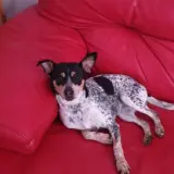 Adopta a Vaska