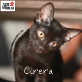 Adopta a Cirera