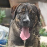 Adopta a Sancho