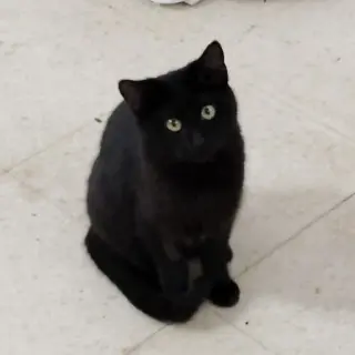 Fury
