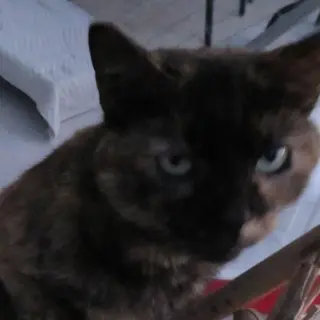 Fifi