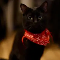 Adopta a Nyx