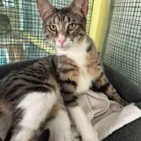 Adopta a Lolo